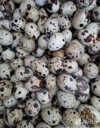 Яйцо перепелиное домашнее