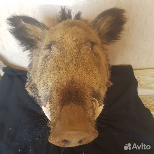 Чучело головы кабана