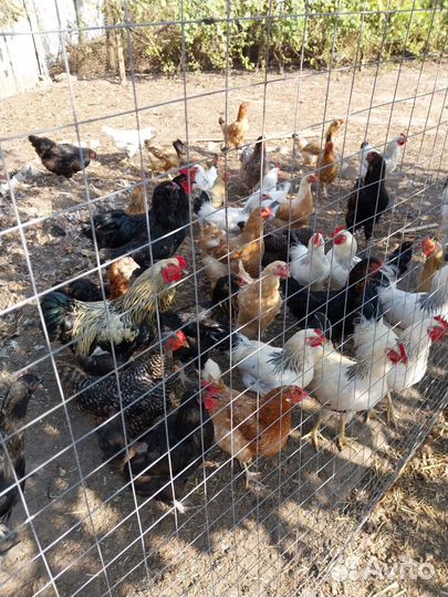 Куры несушки