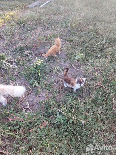 Котята мейн-кун