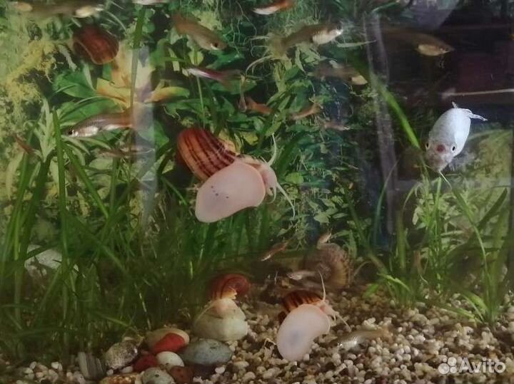 Ампулярии (улитки)