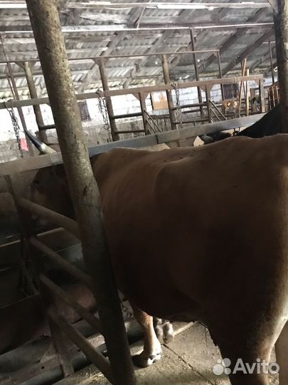 Коровы,тёлки,бычки