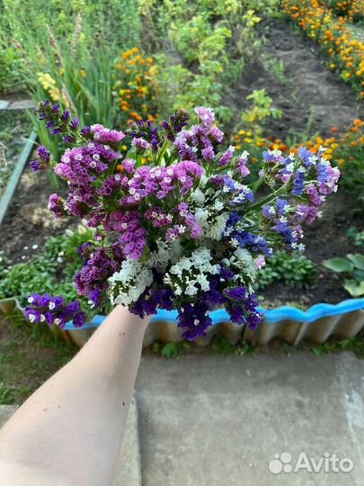 Комнатные растения цветы