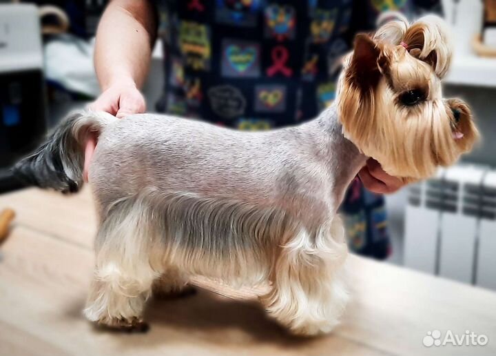 Стрижка собак. Груминг. С выездом