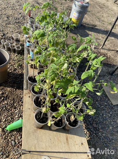 Рассада помидор