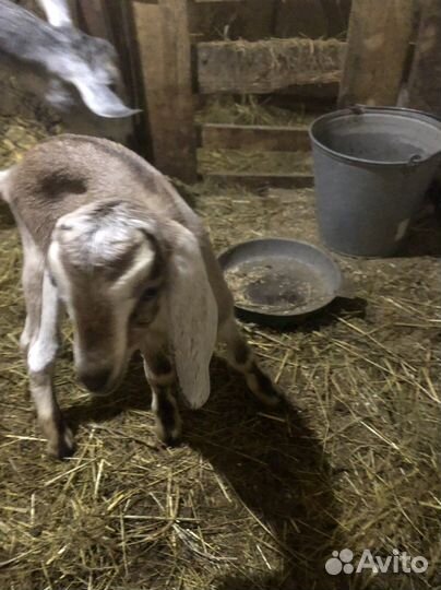 Нубийские козлята