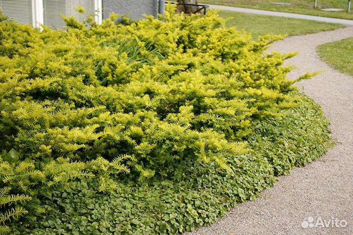 Тис (читайте описание)