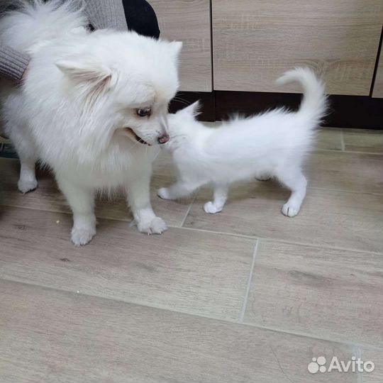 Ветеринарный врач