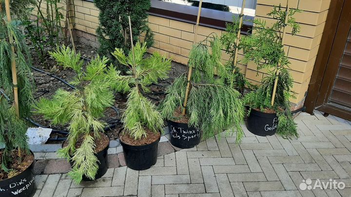 Кипарисовик Магнолия Калоцедрус саженцы