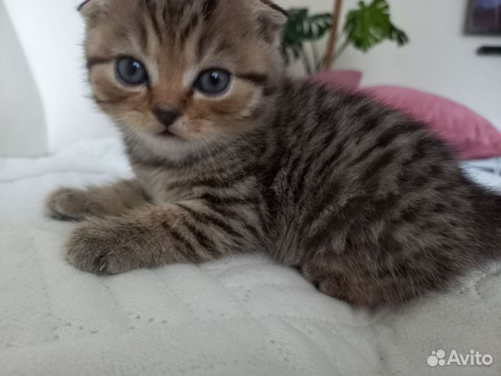 Шотландская вислоухая