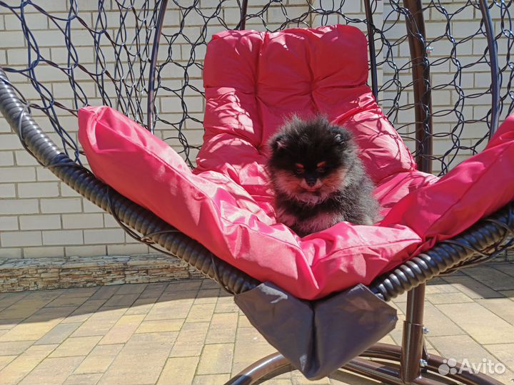 Померанский шпиц медвежьего типа