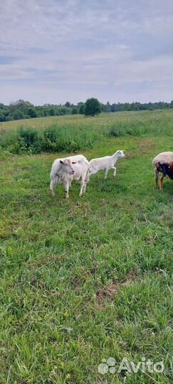 Козел зааненский