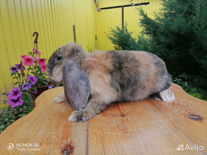 Кролик французский баран