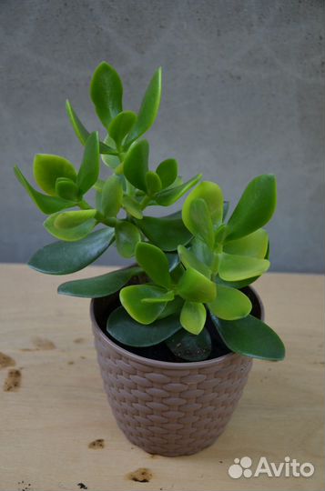 Толтстянка денежное дерево