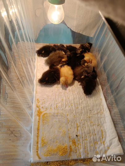 Инкубационное яйцо индийского бегунка,гусята линда