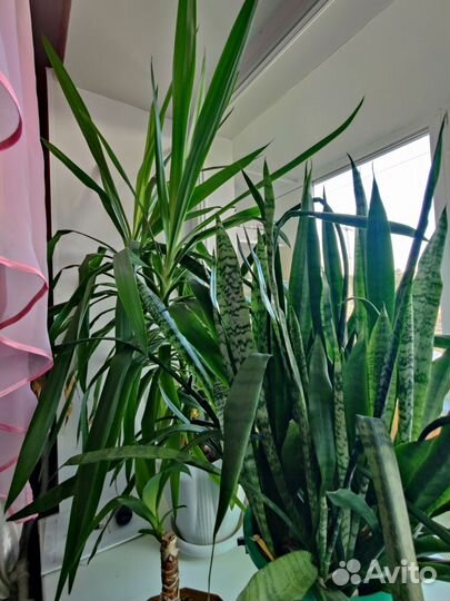 Пальма юкка