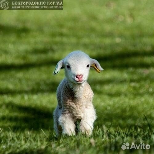 Комбикорм для коз и овец