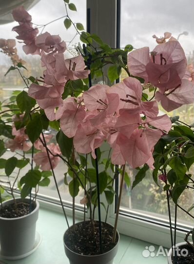 Бугенвиллеи