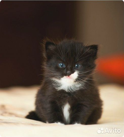 Отдам котенка в добрые руки