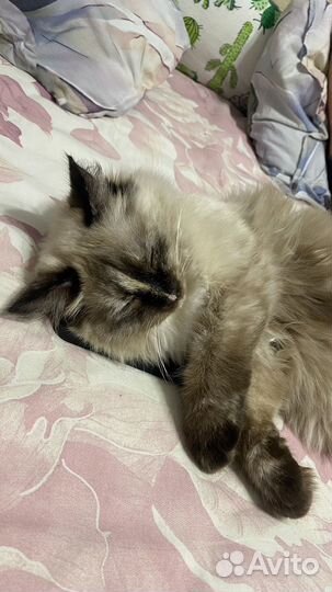 Невская маскарадная кошка