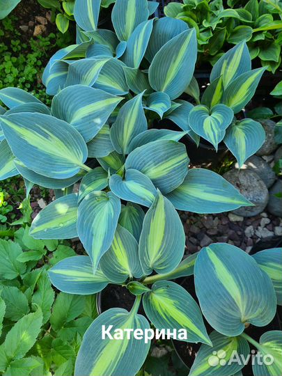 Хоста растение