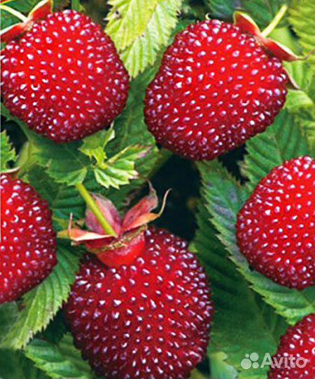 Тибетская малина саженцы