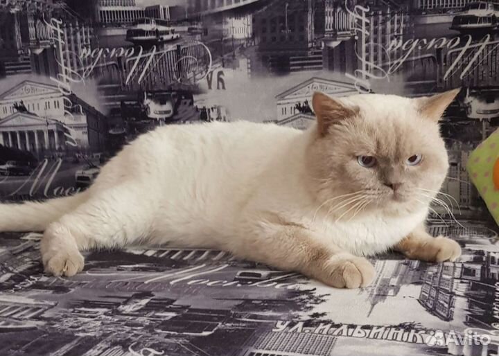 Кот на вязку