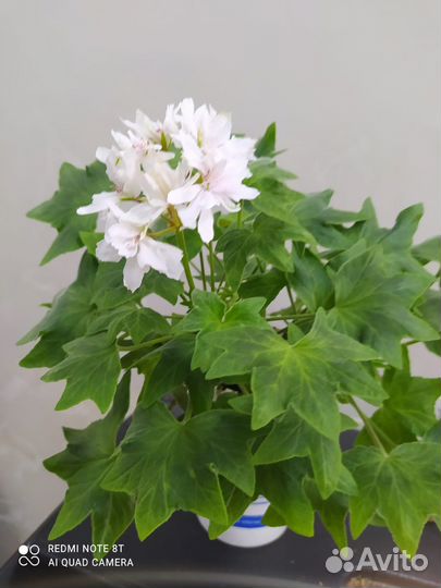 Пеларгония звездчатая (стеллар)