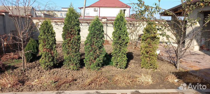 Туи колоновидные