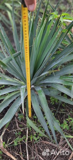 Пальмовая юкка