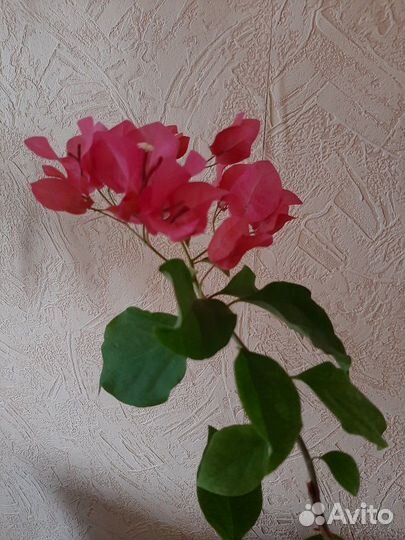 Бугенвиллея