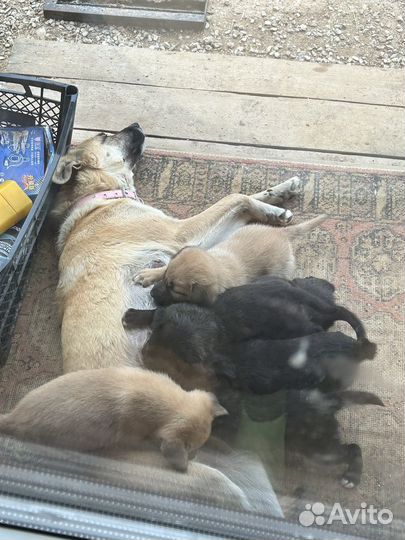 Собака в добрые руки