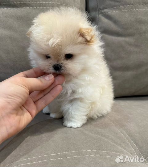 Померанский шпиц