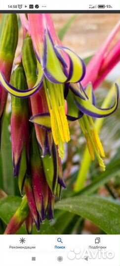 Комнатное красиво Цветущее растение