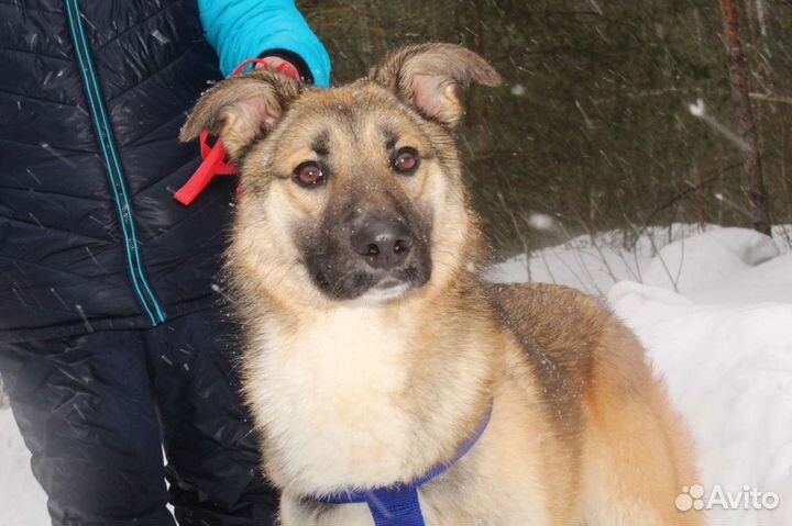 Лайка метис щенок Харви