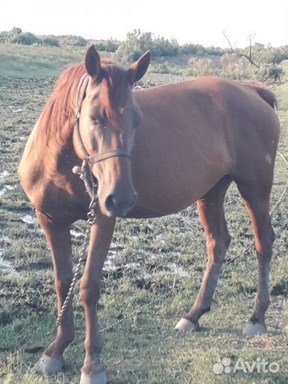 Кобыла с жеребенком