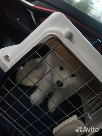 Переноска для щенка