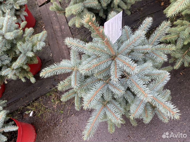 Ель голубая super блю