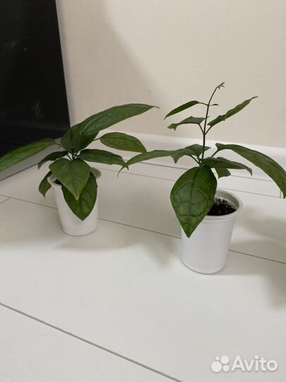 Клеродендрум томпсон