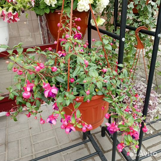 Комнатные цветы, рассада, кашпо, петунья, бархатцы