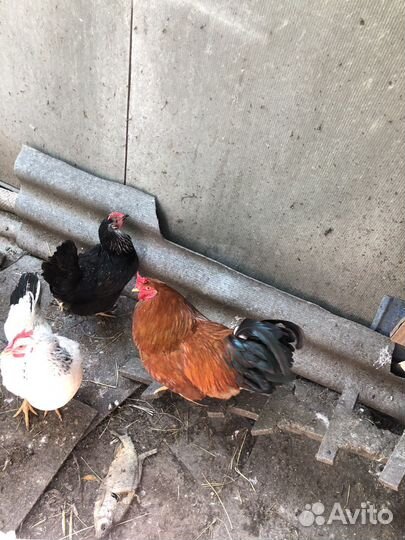 Петухи