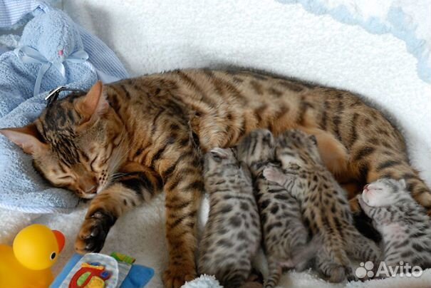 Передержка кошек