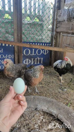 Маран, амераукан, араукан