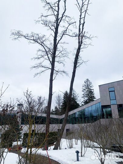 Спил деревьев. Дерево спилить. Срубить дерево