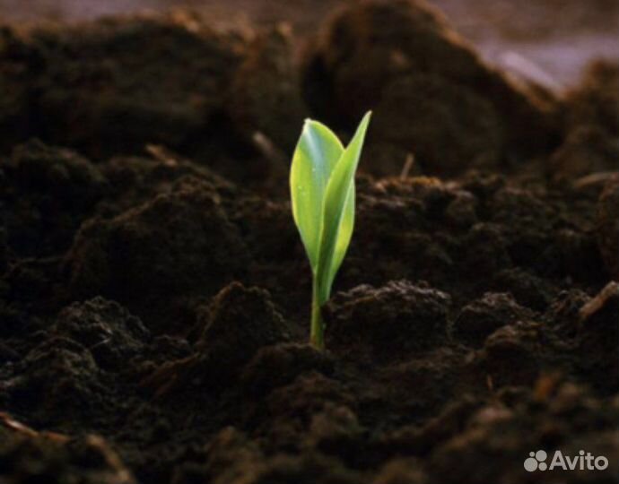 Земля чернозем