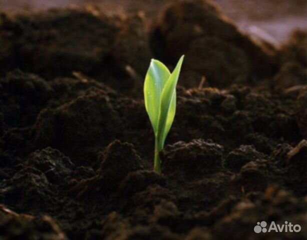 Земля чернозем