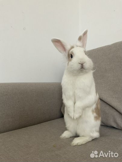 Декоративный кролик бесплатно