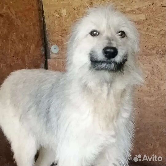 Собака Леся