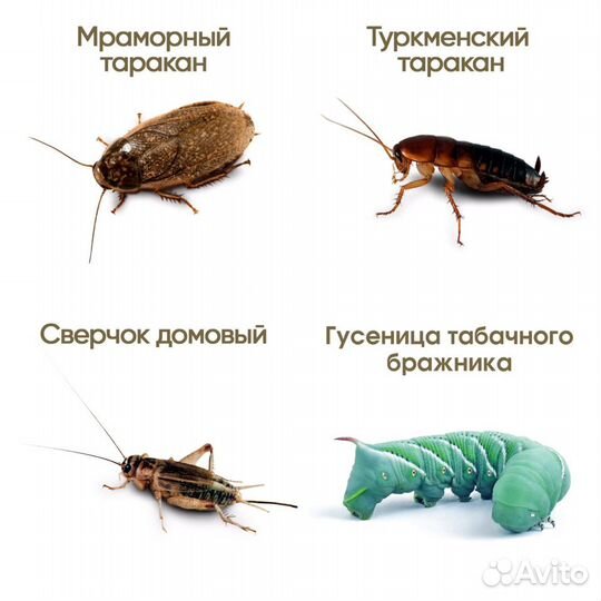 Кормовые насекомые сверчки; тараканы; бражник