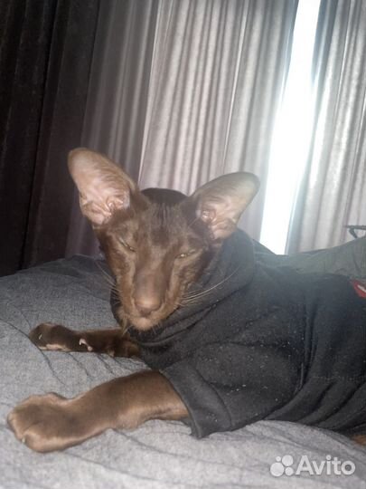 Ориентальная